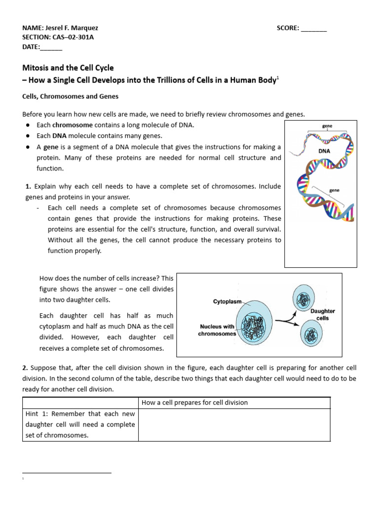Mitosis Cell Cycle Exercise WORD PDF | PDF | Mitosis | Cell Cycle