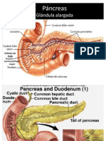 Pancreas