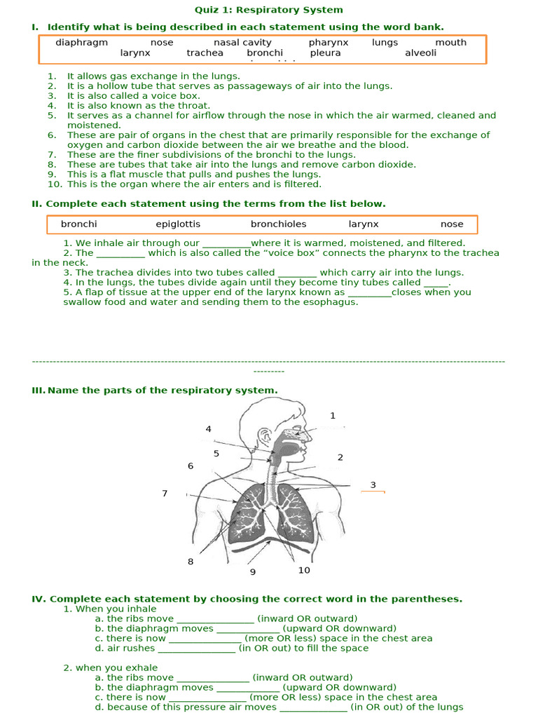 QUARTER 1-Quiz 1 | PDF | Respiratory Tract | Lung