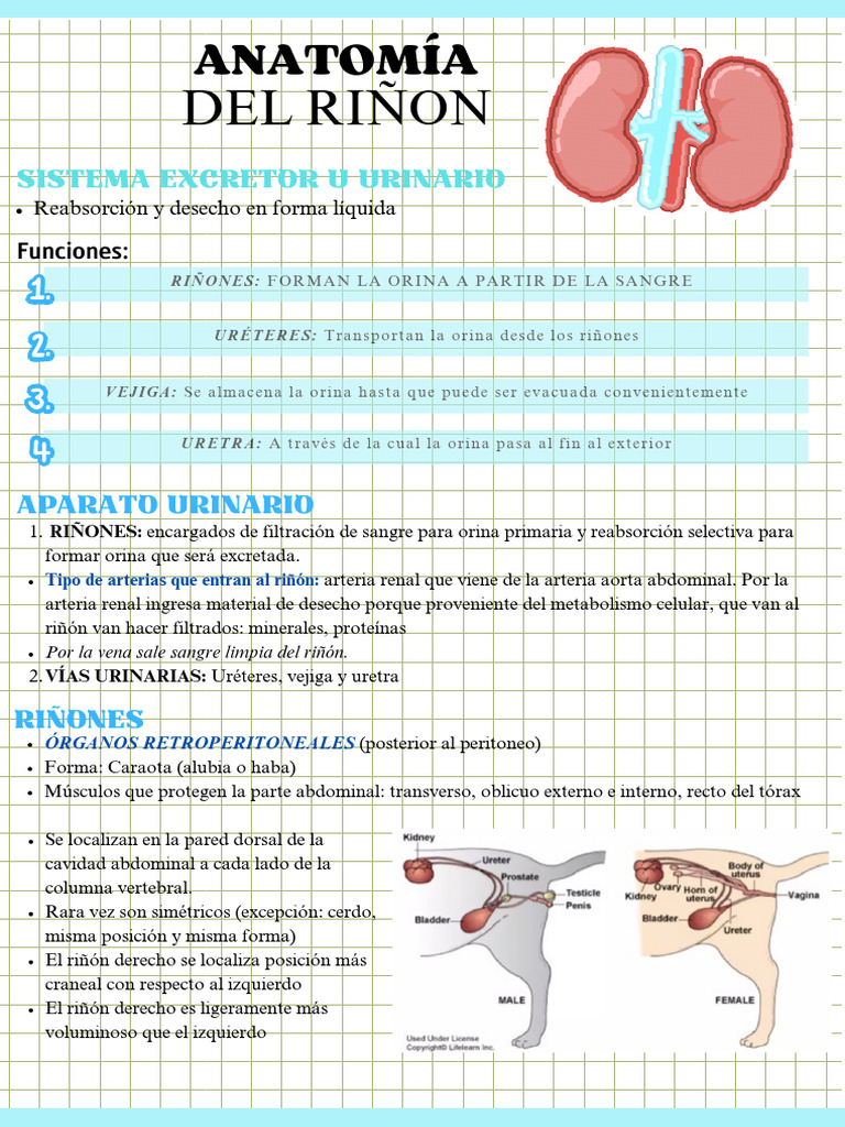 Anatomía Del Riñón | PDF | Riñón | Sistema urinario