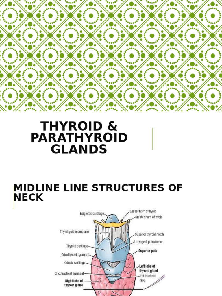 Anatomy of Thyroid and Parathyroid Glands | PDF | Thyroid | Vein