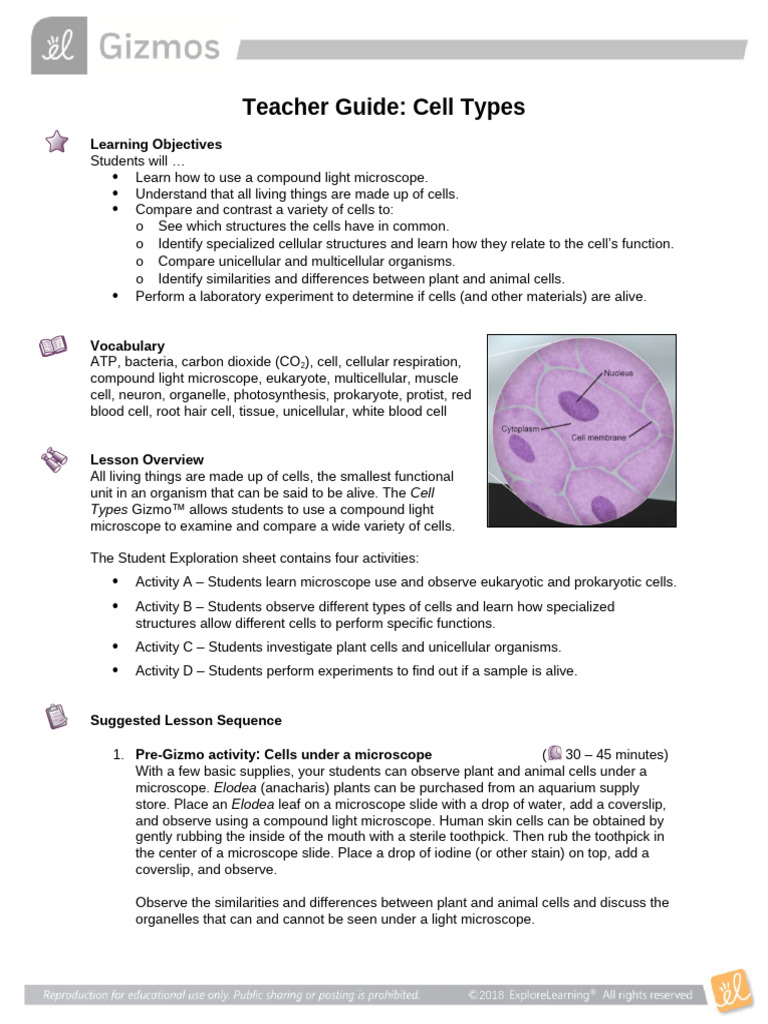 Cell Type STG | PDF | Cell (Biology) | Photosynthesis