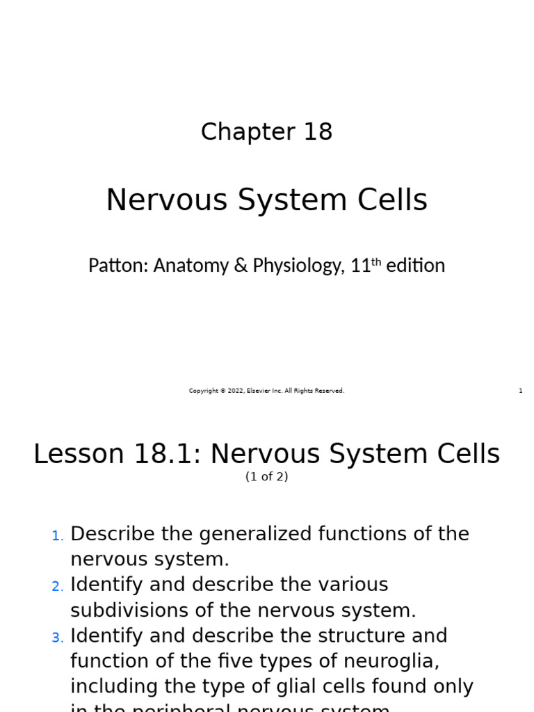 Ch.18-Nervous System Cells | PDF | Nerve | Nervous System