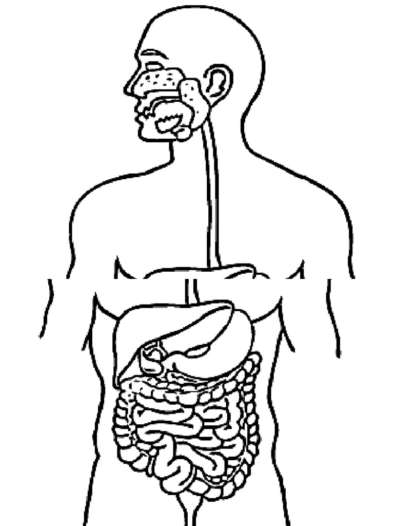 Project Digestive System Printable - April 03 | PDF