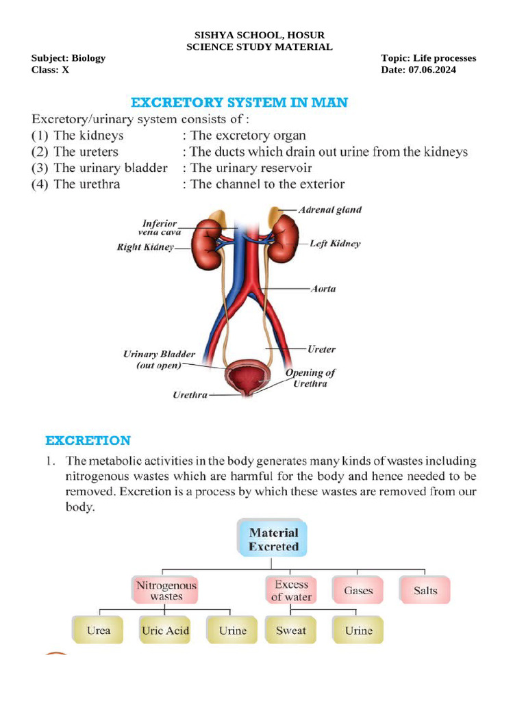 Biology Study Material: Urine Formation | PDF | Kidney | Urinary System