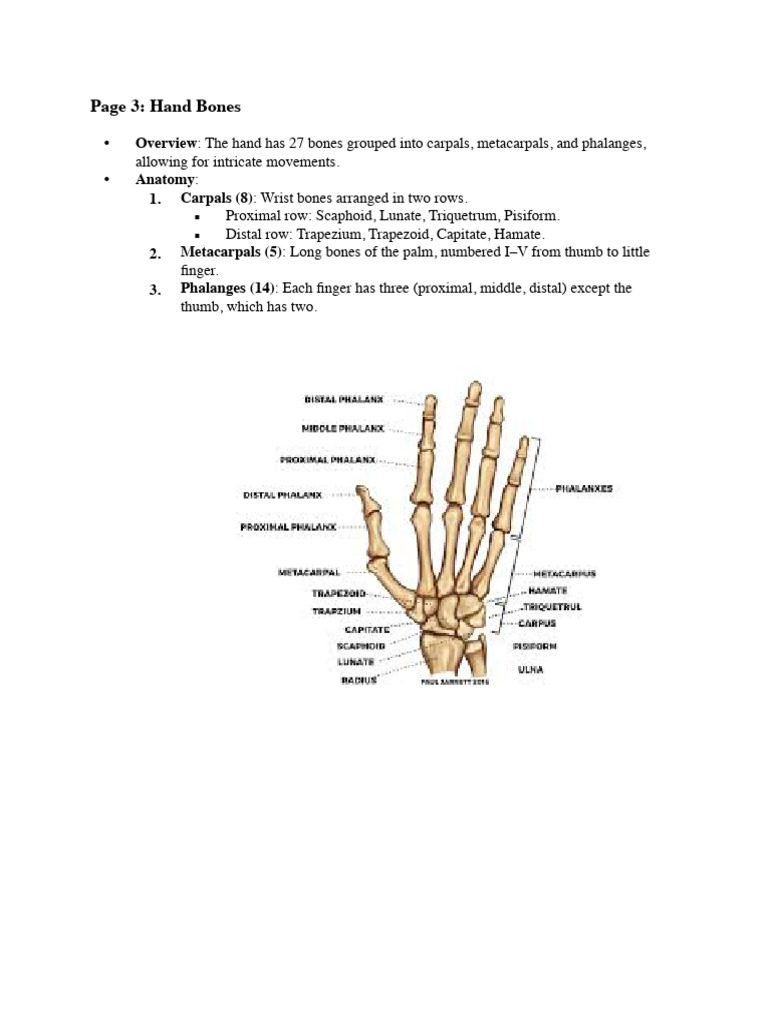 Hand | PDF