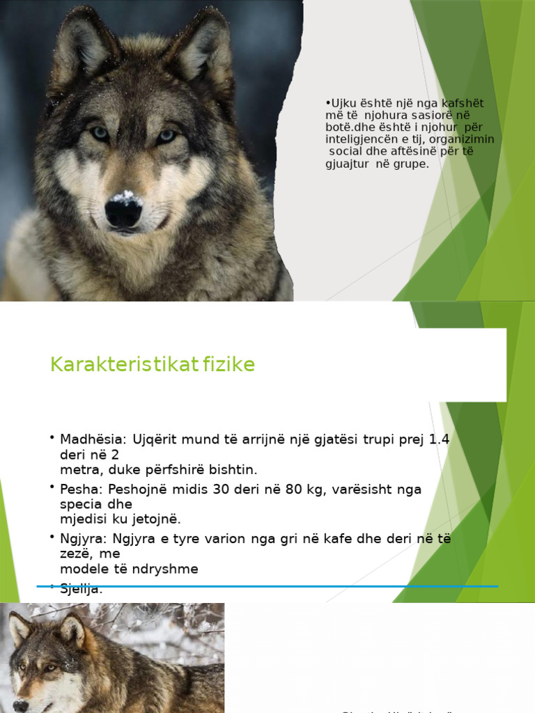 Tigri Leopardi Dhe Ujku | PDF