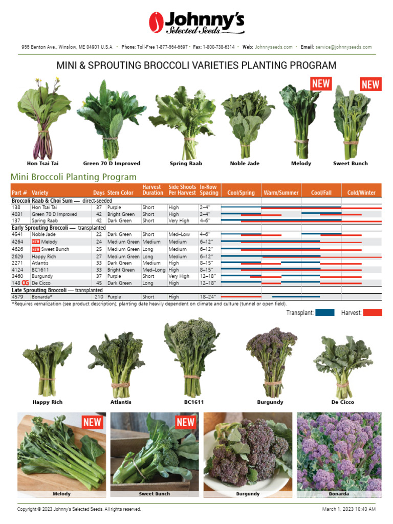 Happy Rich Mini Broccoli Program | PDF | Broccoli | Vegetables