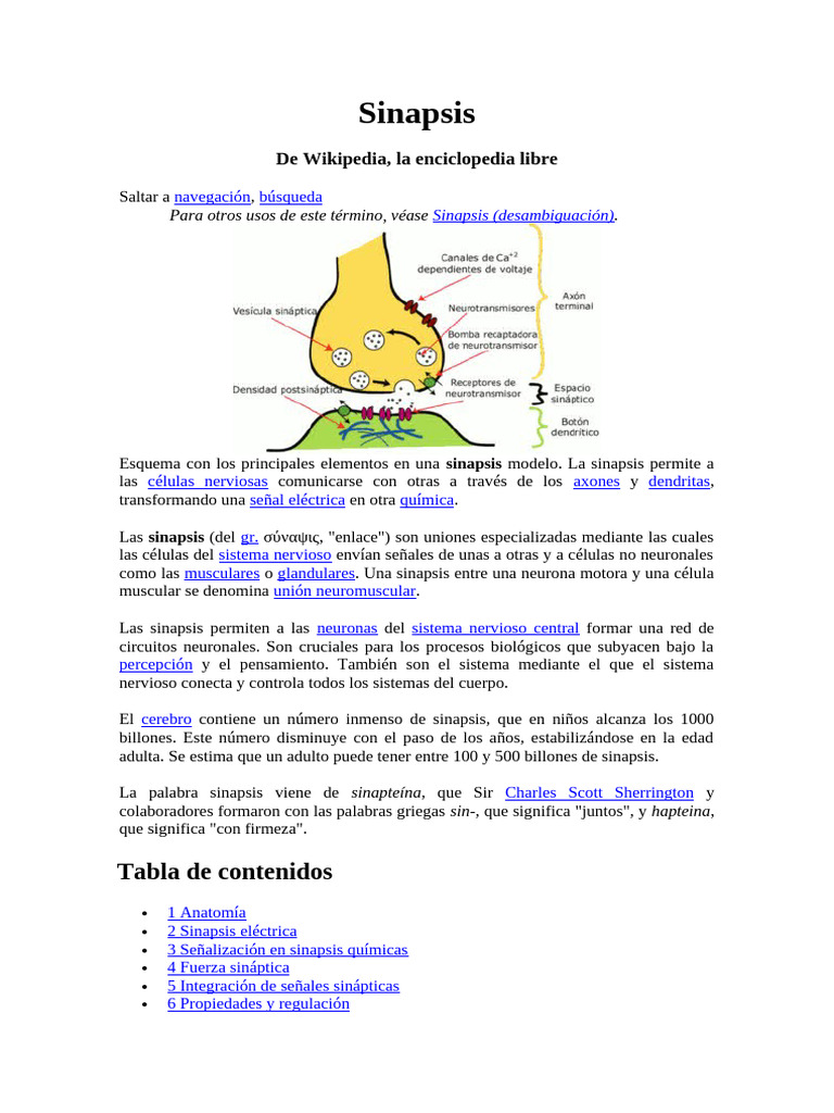 Estructura y función de la sinapsis | PDF | Sinapsis | Sinapsis química