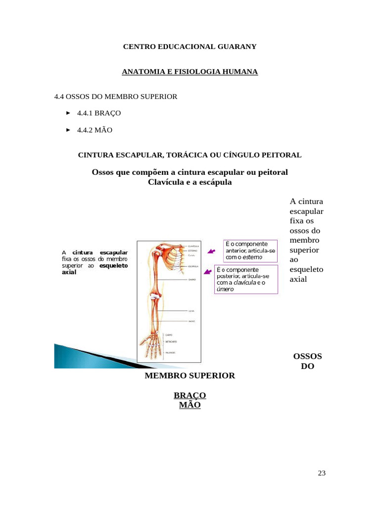 5 Ossos Do Membro Superior Pdf Sistema Esquelético Anatomia Humana