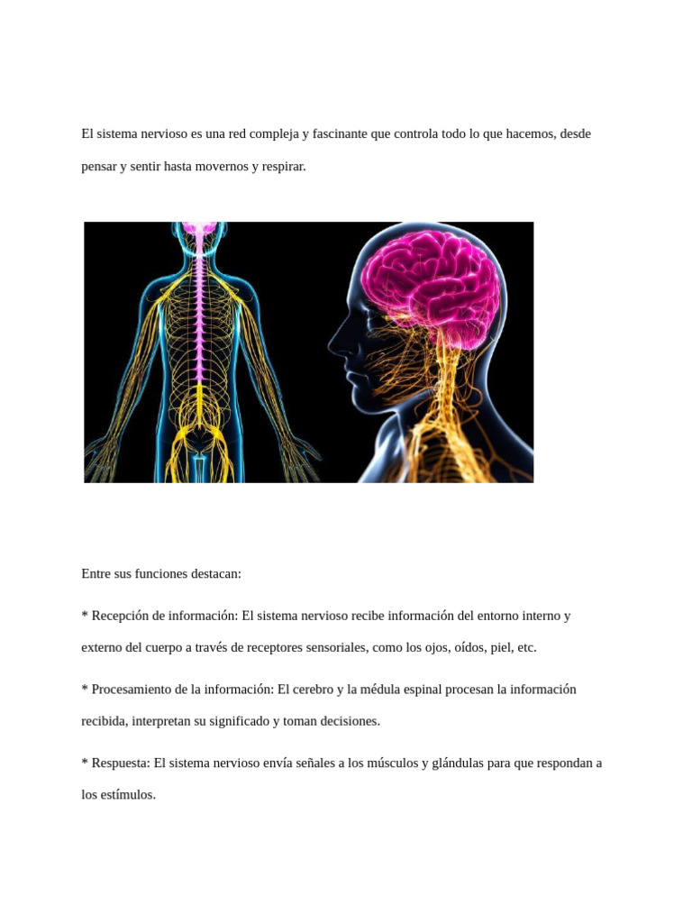 Funciones y Estructura del Sistema Nervioso | PDF | Sistema nervioso ...