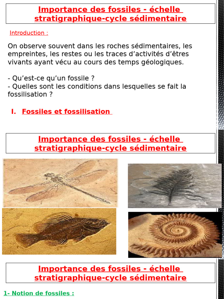 Types de fossiles et fossilisation | PDF | Fossile | Échelle des temps ...