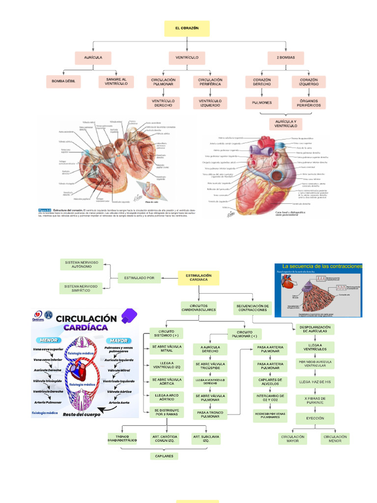 Fisiología del Sistema Cardiovascular | PDF | Corazón | Ventrículo ...