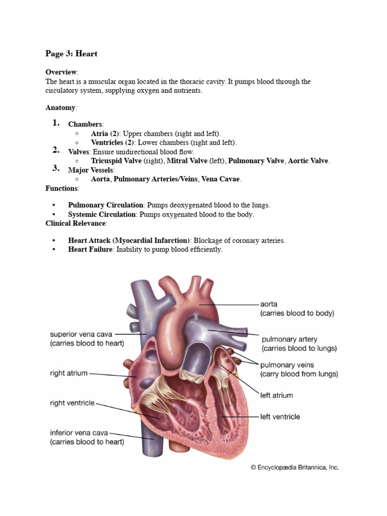 Heart Anatomy and Functions Explained | PDF