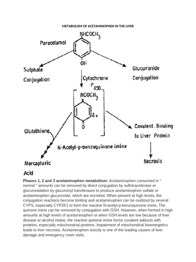 Metabolism of Acetaminophen in The Liver | PDF