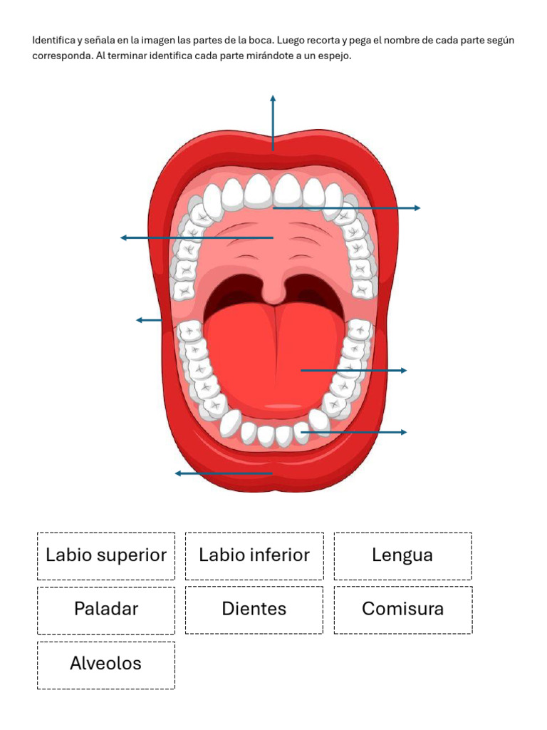 Actividad Esquema Bucal Pdf