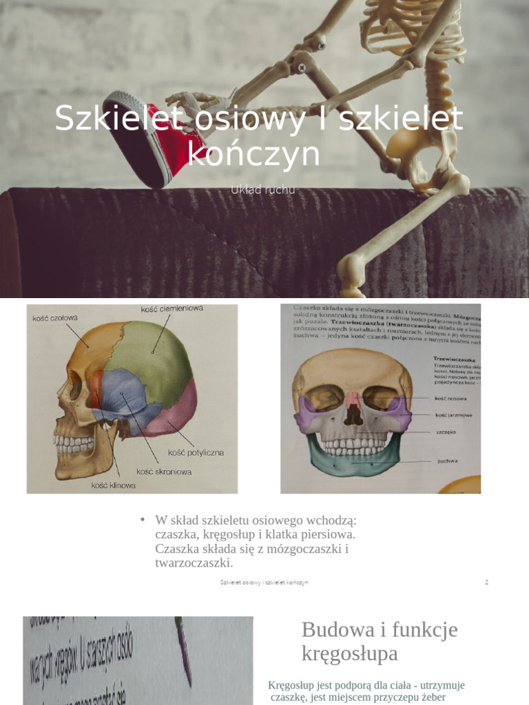 Biologia Układ Ruchu | PDF