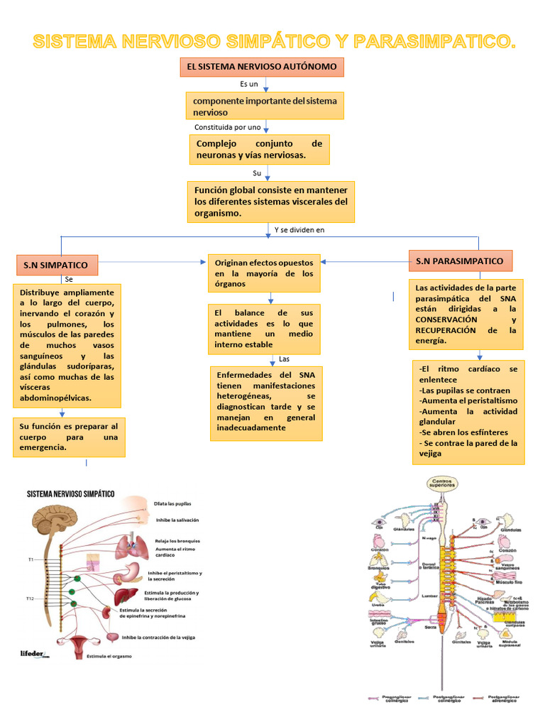 SNA Parasimpatico y Simpatico | PDF | Neuroanatomía | Anatomía