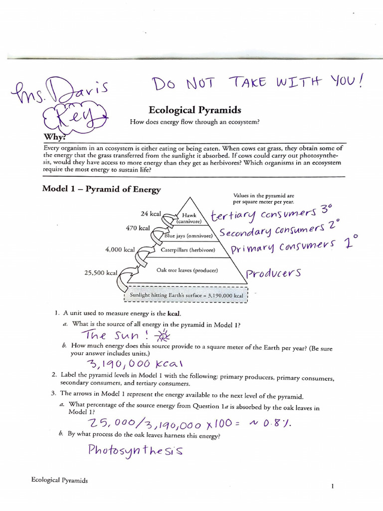Ecological Pyramids Pogil Key PDF Biomass (Ecology) Ecology