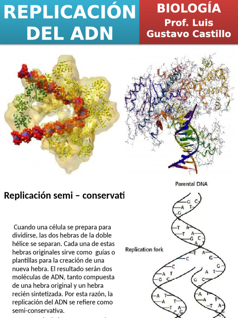 Proceso de replicación del ADN | PDF | Replicación De Adn | Adn
