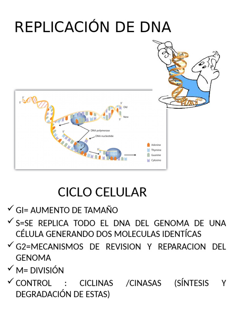 Replicación del ADN: Proceso y Mecanismos | PDF | Replicación De Adn ...