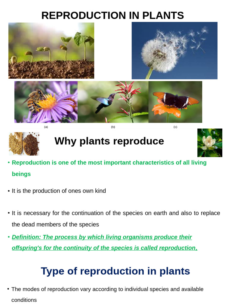 Plant Reproduction: Asexual and Sexual Methods | PDF | Sexual ...