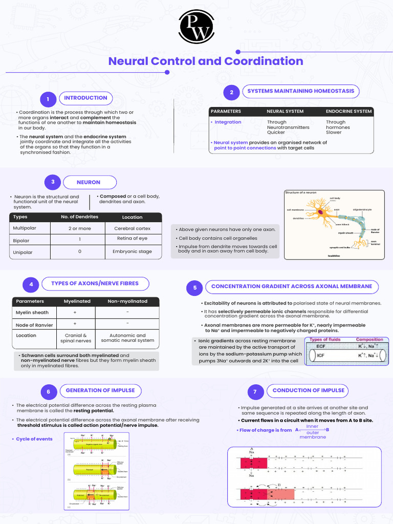 Neural Control and Homeostasis Overview | PDF