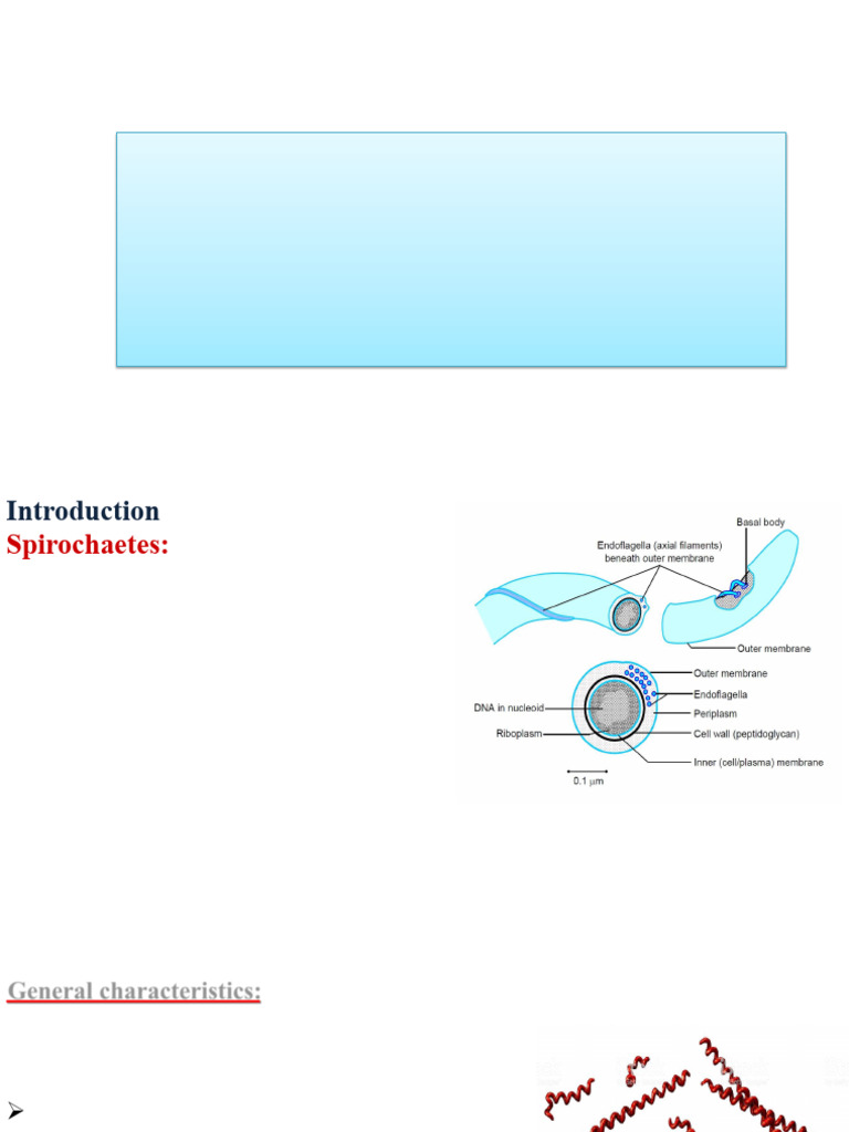 Overview of Spirochaetes and Syphilis | PDF | Serology | Medical ...