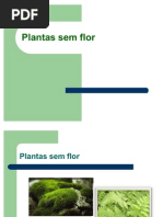 Plantas Sem Flor