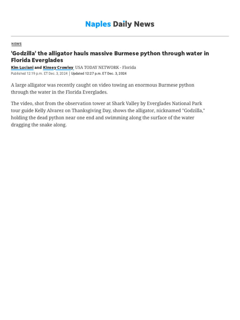 Florida Alligator Tows Colossal Python Through Everglades Water - Video ...