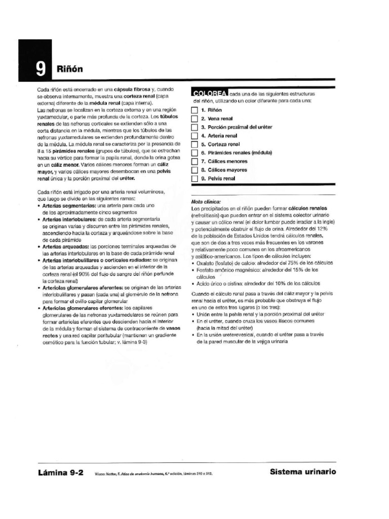 Riñon Netter-Cuaderno-de-Anatomia-Para-Colorear | PDF