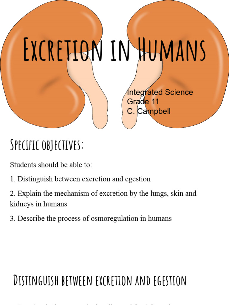 Excretion Pdf Pdf Kidney Organ Anatomy