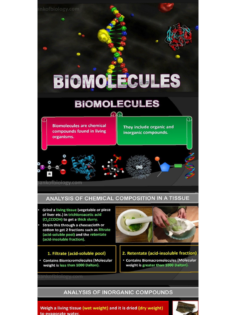 Biomolecules Zoo PDF+1 | PDF