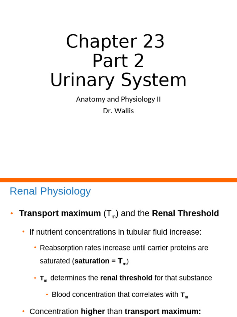 Renal Physiology and Urinary System Functions | PDF | Angiotensin ...