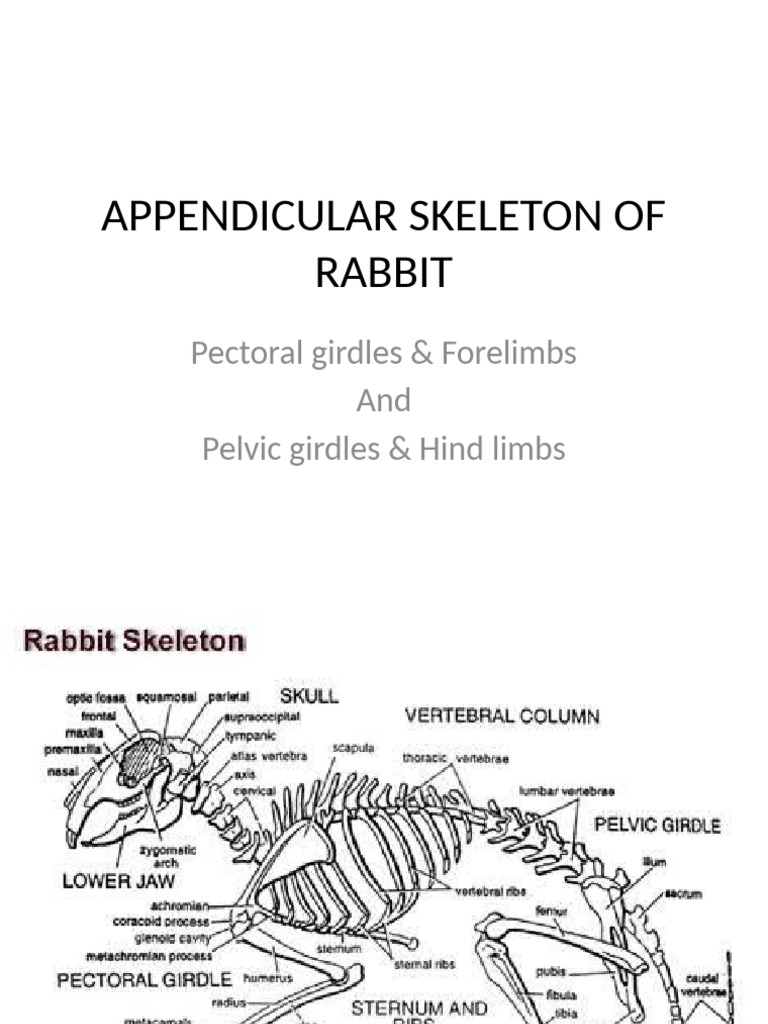 Rabbit-Type Study 2 | PDF