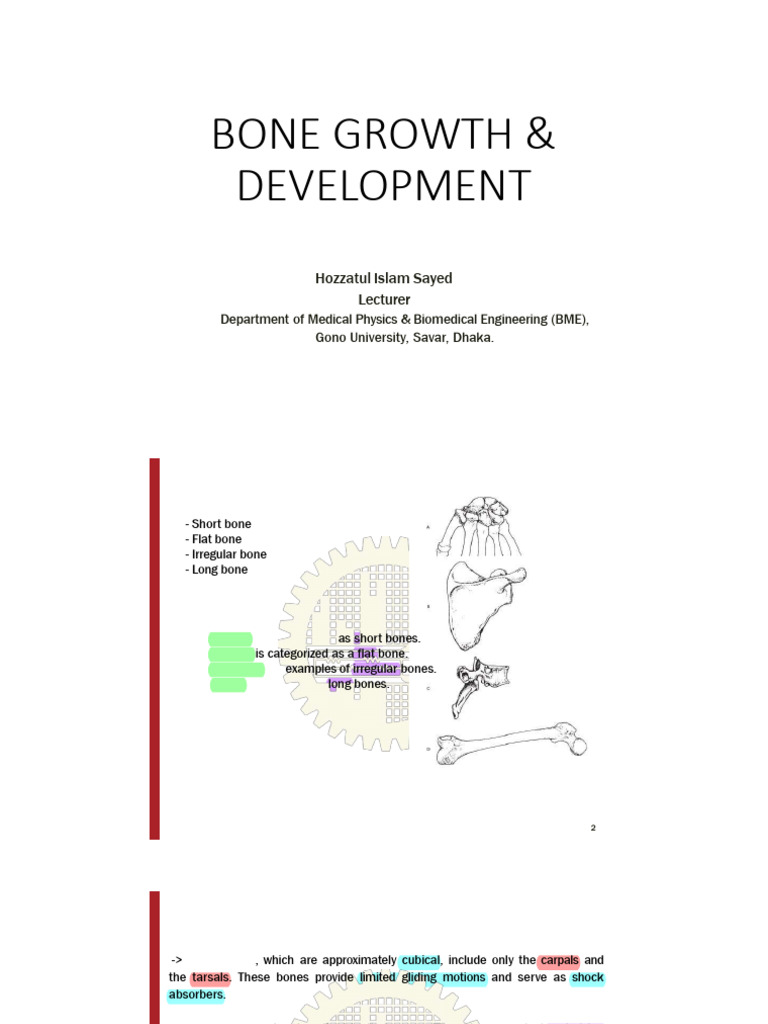 Bone Growth & Development | PDF | Bone | Osteoporosis