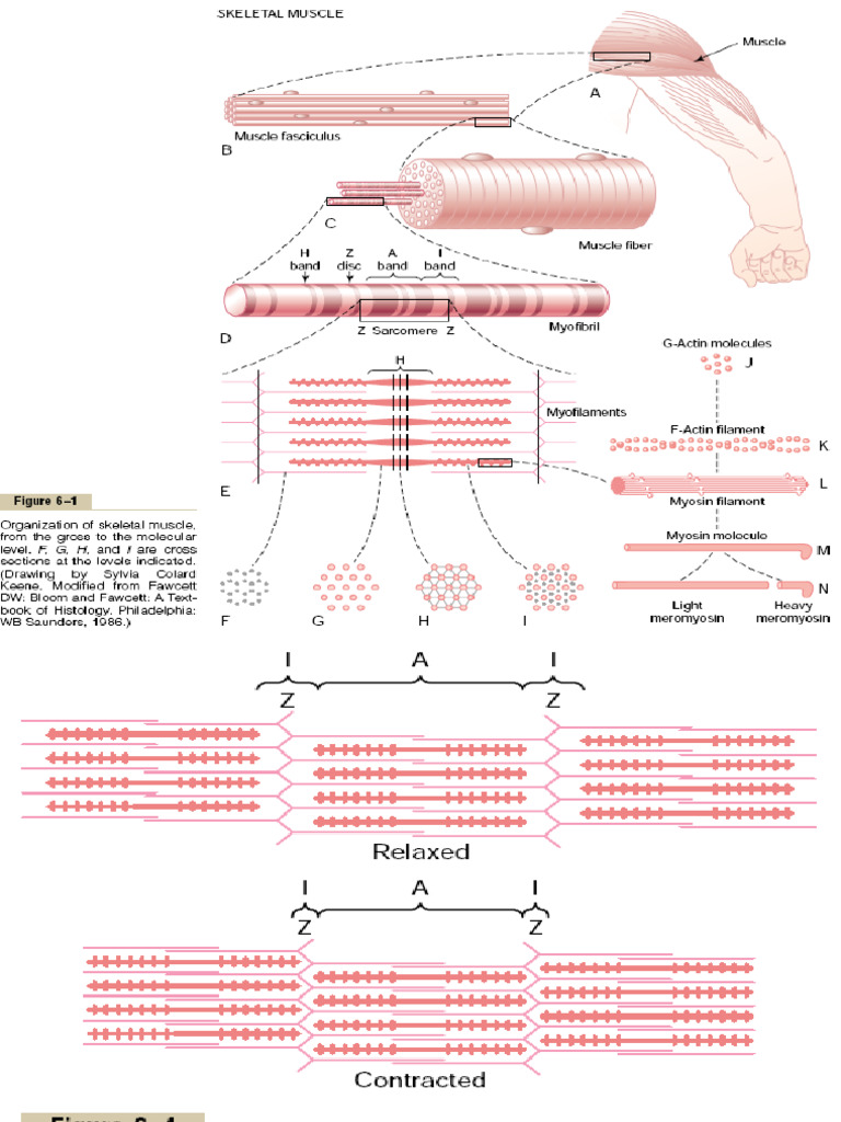 Muscle | PDF