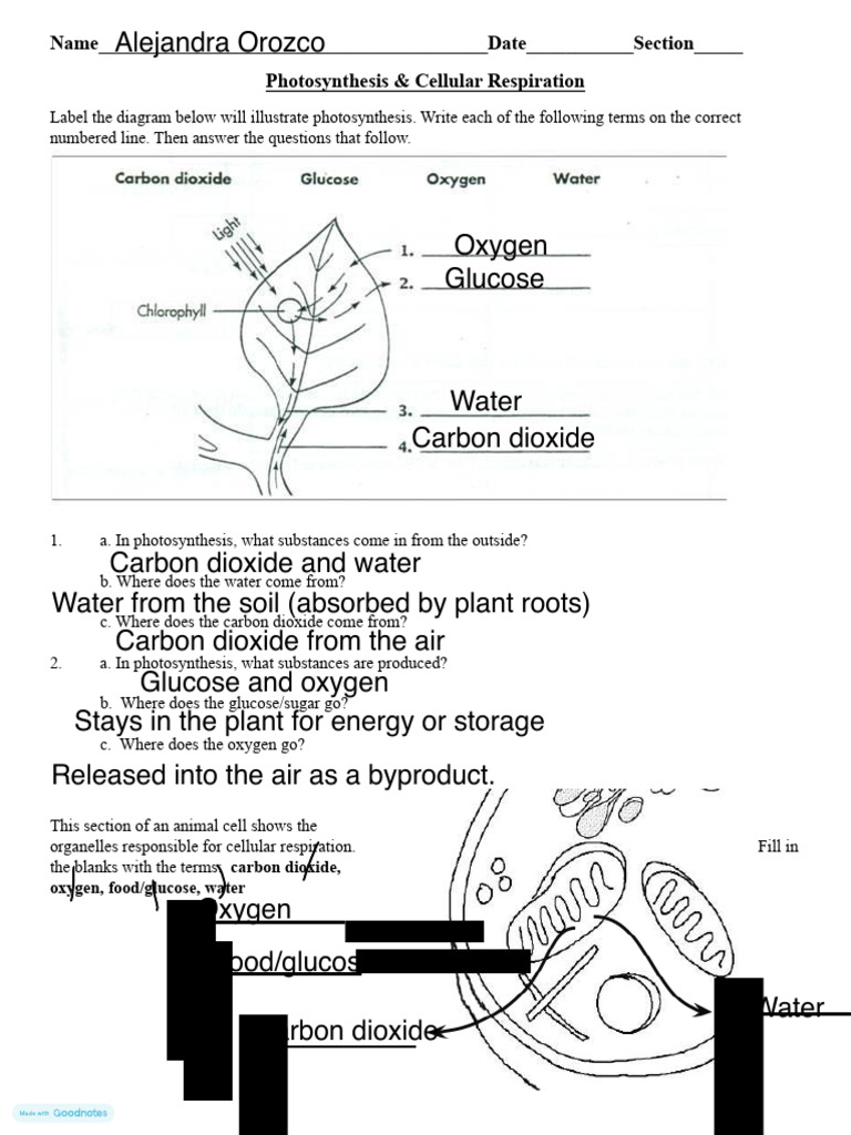 Photosynthesis and Cellular Respiration Guide | PDF | Cellular ...