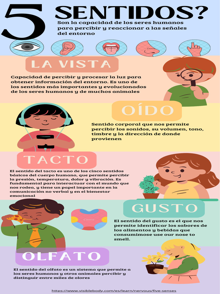 Infografía sobre los 5 sentidos humanos | PDF | Gusto | Sentidos