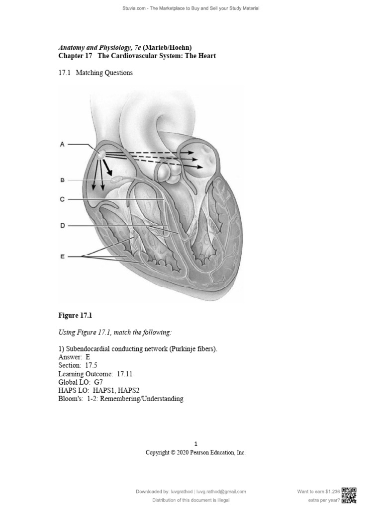 Cardiovascular System-1-15 | PDF | Heart Valve | Heart