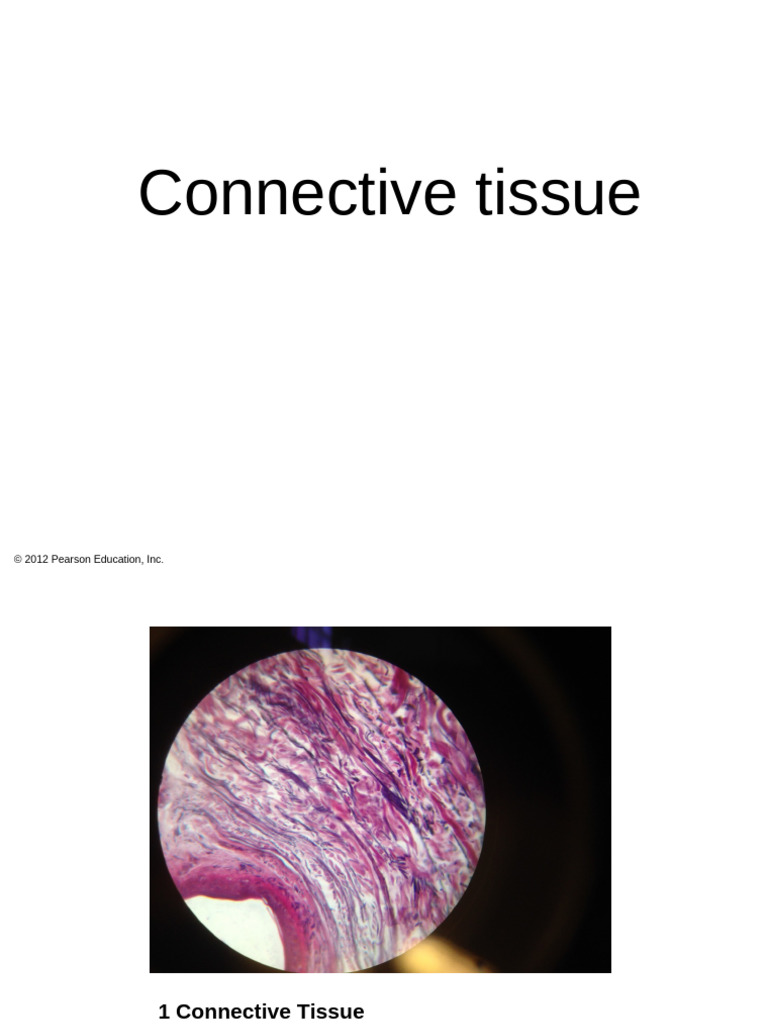 Connective and Epithelial Tissue Overview | PDF | Epithelium | Histology
