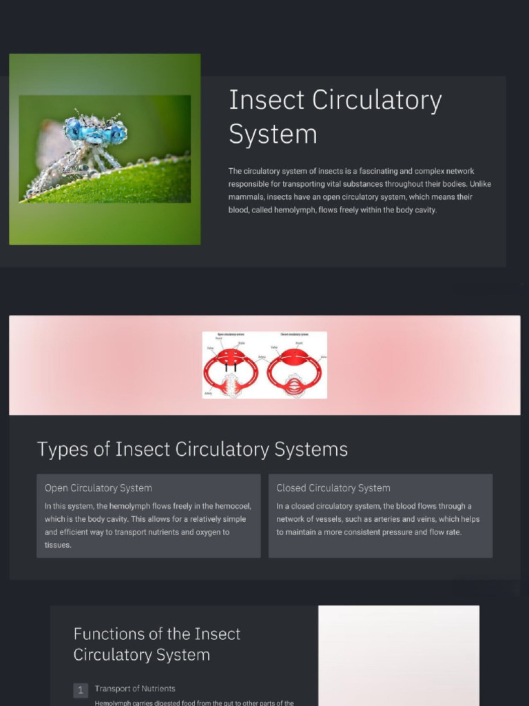 Insect Circulatory System | PDF