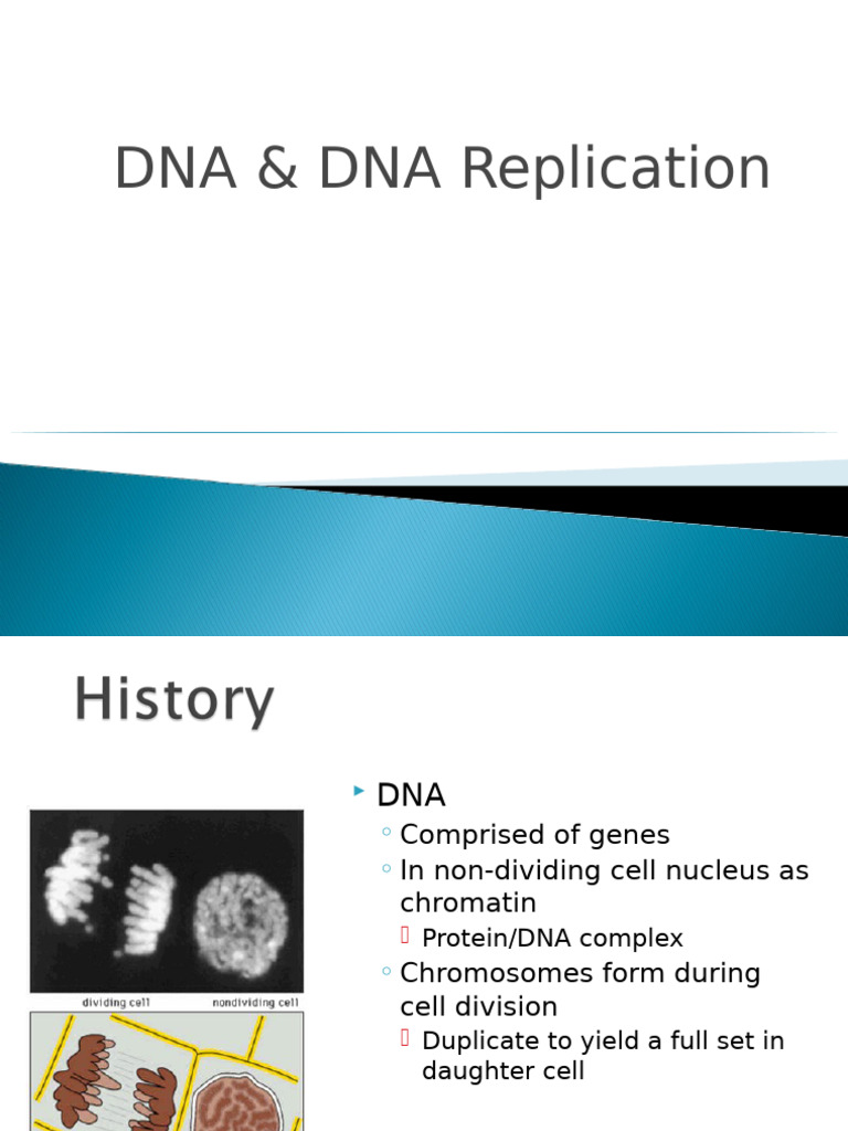 DNA Structure and Replication Process | PDF | Dna | Dna Replication
