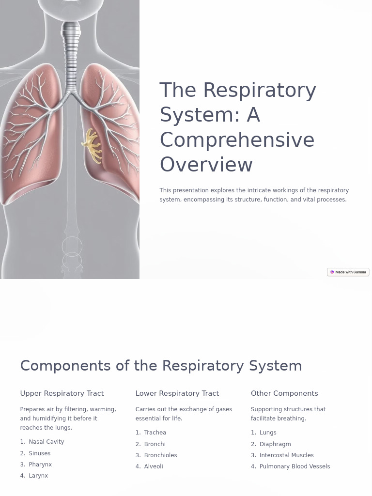 Overview of the Respiratory System | PDF | Respiratory Tract | Breathing