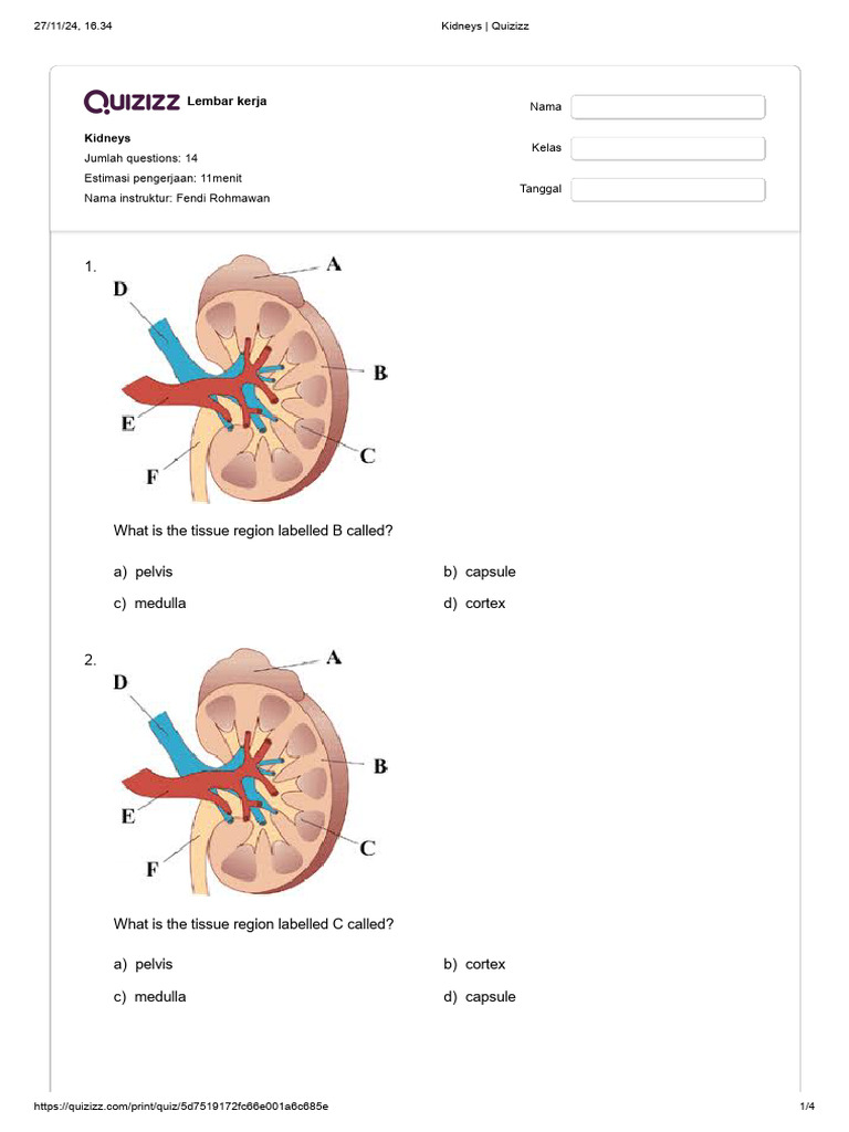 Kidney Structure and Function Quiz | PDF | Kidney | Urinary System