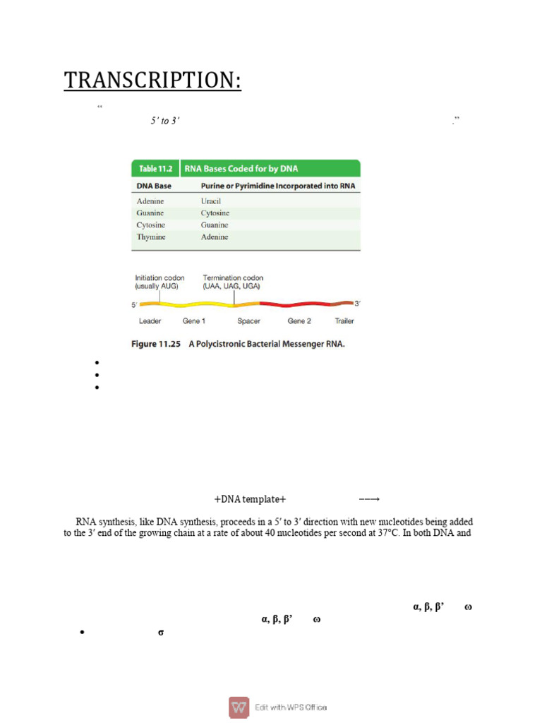 Transcription in Pro | PDF | Operon | Rna
