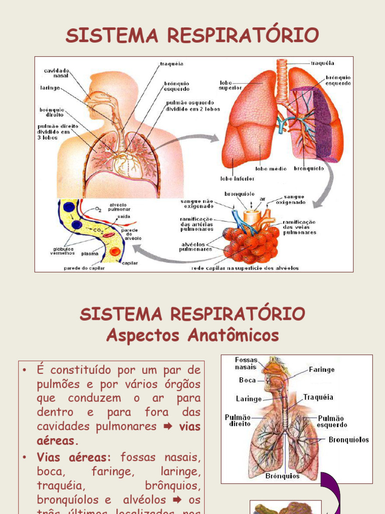 Anatomia e Fisiologia do Sistema Respiratório | PDF | Pulmão | Sistema ...