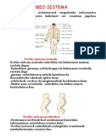 Nerbio Sistema