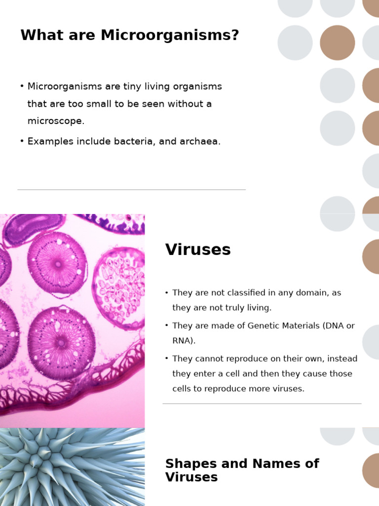 Viruses and Bacteria Summary 2 | PDF | Virus | Bacteria