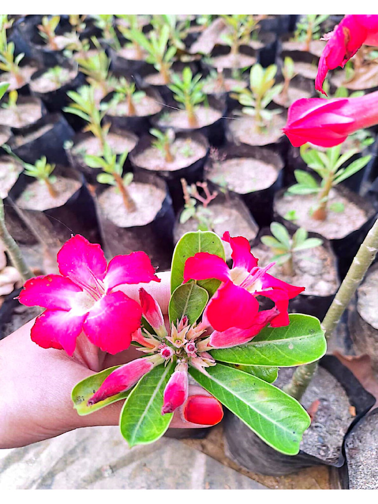 adenium | PDF